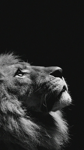 Lion , Lion For Mobile HD phone wallpaper