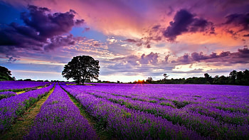 Sunrise Over the Lavender Filed, field, lavender, clouds, trees, sky, nature, sunrise HD wallpaper