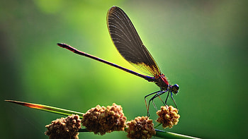 Insects , Nature's diversity, Intricate designs, Insect kingdom HD wallpaper