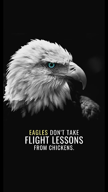An eagle, feather, beak, bird, blue-eyes, black-and-white HD phone wallpaper