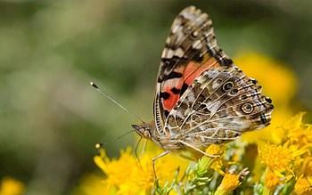 Flowers, Macro, Butterfly, Wings, Antennae, Tendrils HD wallpaper