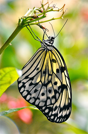 Animals, Macro, Pattern, Butterfly, Wings HD phone wallpaper