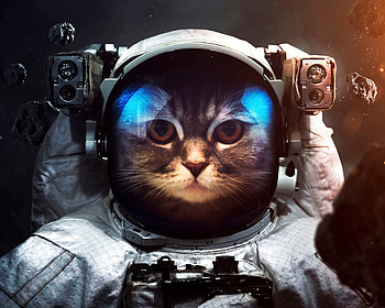 Cat, Space Suit, Animals, Universe, Cosmonaut, Spacesuit HD wallpaper