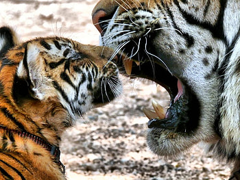 listen to me, nature, wild, tiger, cub HD wallpaper