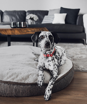 Animals, Dog, Pet, Sight, Opinion, Room, Dalmatian, Dalmatians HD phone wallpaper