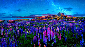Spring night in New Zealand, evening, night, blue, house, beautiful, stars, spring, New Zealand, field, hut, lupine, sky, cottage, countryside HD wallpaper