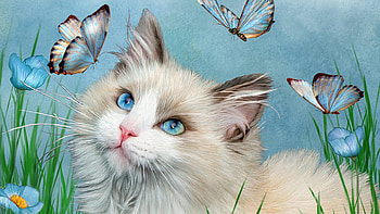 Blue Eyed Kitten and & Butterflies, blue, kitten, blue eyes, kitty, cat, fluffy, Firefox Persona theme, butterflies, pet HD wallpaper