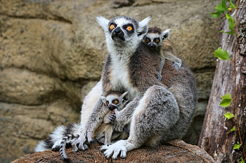 Ring Tailed Lemur, Animals, Lemur animal HD wallpaper