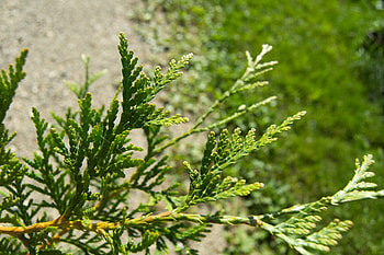 Thuja green giant, Ontario's pride, Tall and majestic, Green foliage HD wallpaper