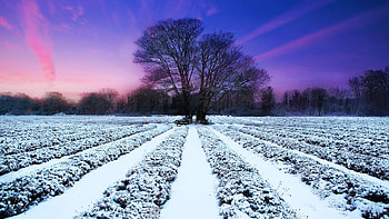 Lavender Field in Winter, sky, snow, purple, landscape, colors, trees HD wallpaper