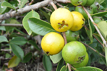 Guava perfection, High-definition , Exotic fruit, beauty HD wallpaper