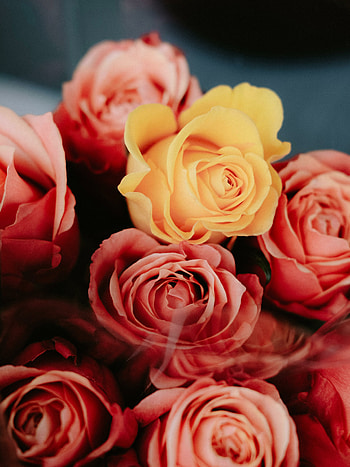 Beautiful roses, flowers, fresh HD phone wallpaper