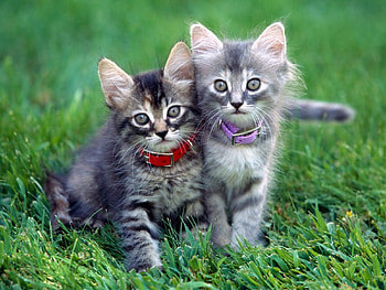 Animals, Grass, Couple, Pair, Collar, Kittens HD wallpaper