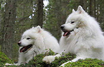 Animals, Dogs, Couple, Pair, Kid, Laika, Samoyed Dog, Dog Of The Year, Samoyed, Soyed HD wallpaper