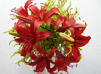 Flowers, Lilies, Close-Up, Bouquet, Stamens HD wallpaper