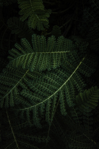 Leaves, Plant, Macro, Fern HD phone wallpaper