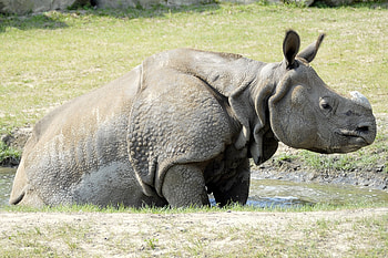 Animals, Grass, Mud, Dirt, Puddle, Rhinoceros, Bathe HD wallpaper