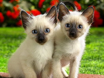 Animals, Couple, Pair, Sight, Opinion, Mindfulness, Attentiveness, Kittens HD wallpaper