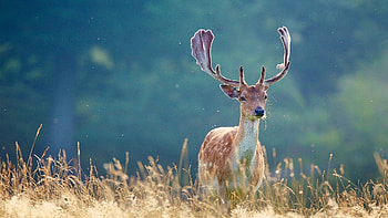 deer , wire, High-quality , Digital s HD wallpaper