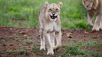 Animals, Big Cat, Lioness, Rage HD wallpaper