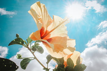 A close-up of a hibiscus flower basking in bright sunlight against a clear blue sky. HD wallpaper