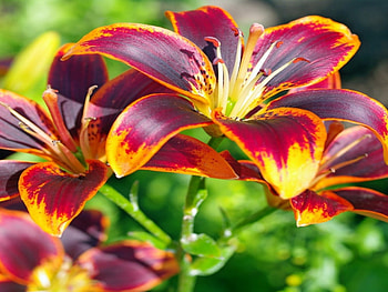LILIES, PETALS, LEAVES, COLORS, STEMS HD wallpaper