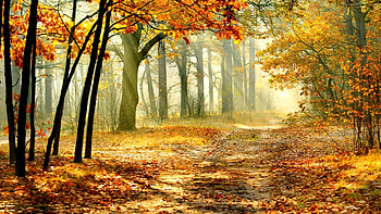 Sunny autumn forest, rays, sunny, glow, nice, quiet, trees, autumn, calm, golden, path, fall, beautiful, falling, leaves, branches, nature, lovely, forest, foliage HD wallpaper