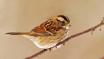 Sparrow, sparrow, birds HD wallpaper