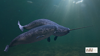 Narwhal, Unicorns of the sea, Wild animal health fund HD wallpaper