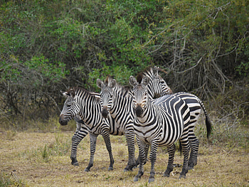 Animals, Zebra, Stroll, Africa HD wallpaper
