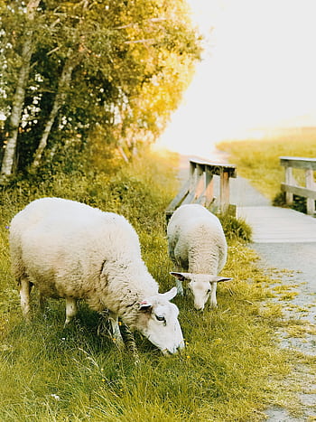 Two sheep graze peacefully in a grassy pastoral setting in Trondheim, Norway. HD phone wallpaper