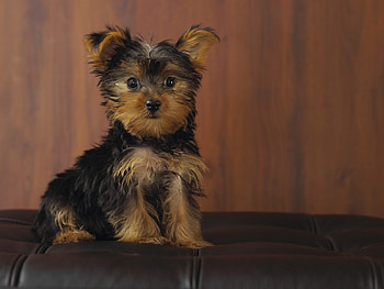 cute little puppy, puppy, brown, sitting, cute, little HD wallpaper