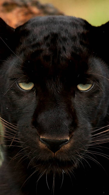 face, Animal HD phone wallpaper