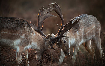 Majestic deer, Artistic , Natural elegance, graphy masterpieces HD wallpaper