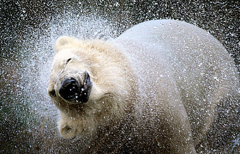 white bear, north, white, water, bear HD wallpaper