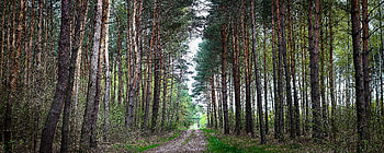 Landscape, Nature, Road, Forest HD wallpaper