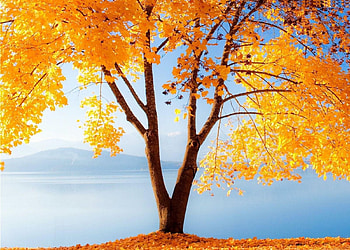 Autumn Tree, mist, artwork, leaves, fall, colors HD wallpaper