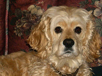 mini cocker spaniel face, dog, animal, cute, cocker spaniel HD wallpaper