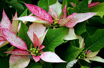 Flowers, Leaves, Pink, Flower, Poinsettia HD wallpaper