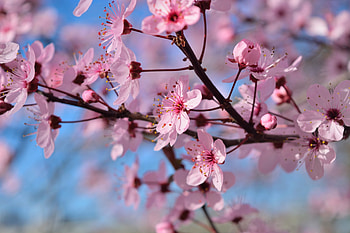 Spring, blue, pink, cherry, flower, sakura, blossom HD wallpaper