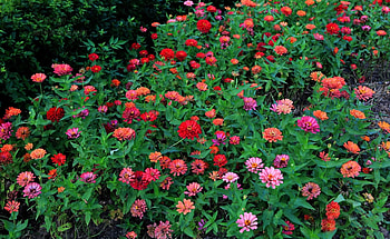 Flowers, Multicolored, Greens, Flower Bed, Flowerbed, Zinnias, Cincinnati HD wallpaper