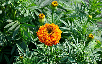 Plants, Flowers HD wallpaper