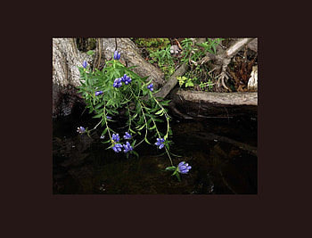 Gentle Gentian by stream, trunk, 2436x1860, frame, Gentian, gentle beauty, Tokyo Olympic Victory Bouquet Flower, leaves, delicate, brown, Japan, violet, green, tree roots, flowers, water, stream HD wallpaper