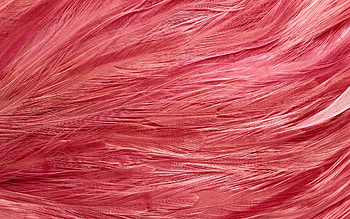 Feather, Bright, Texture, Textures, Form, Color HD wallpaper