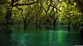 Green Forest Swamp, Green, Rivers, Nature, Forests, Swamps HD wallpaper