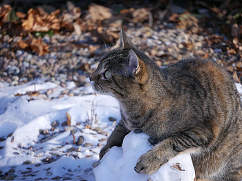 Animals, Snow, Cat, Striped, Playful HD wallpaper