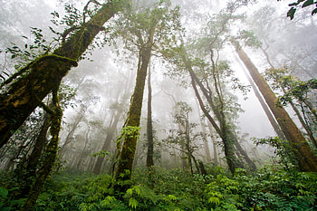 Rainforest rainfall, World's beauty, Leaves' symphony, Nature's embrace HD wallpaper