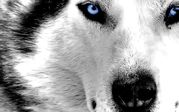 Really cool wolf HD wallpaper