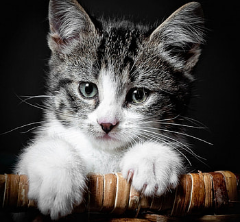 Cat, kitten, sweet, kitty, cats, cute, beautiful, paws, beauty, cat face, pretty, animals, face, lovely, hat HD wallpaper