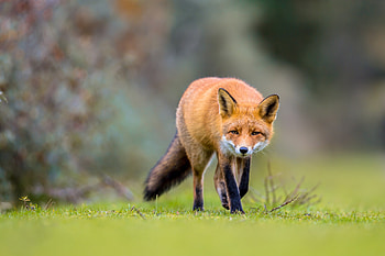 Fox, animal, sneak, tail HD wallpaper